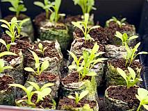 Aussaat Sommerblumen