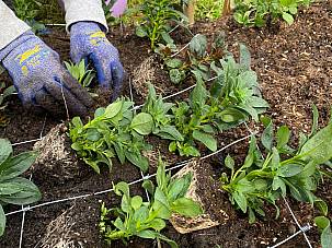 Sommerflor einpflanzen