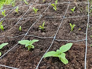 Zinien Ins Feld gepflanzt